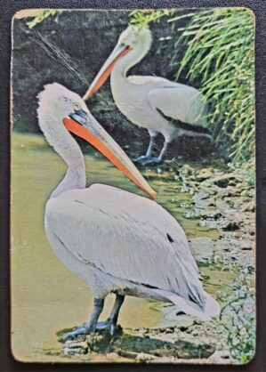 Calendário de Bolso (Tema Animais - Aves) Ano 1991