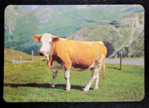 Calendário de Bolso (Tema Animais - Bovinos) Ano 1993