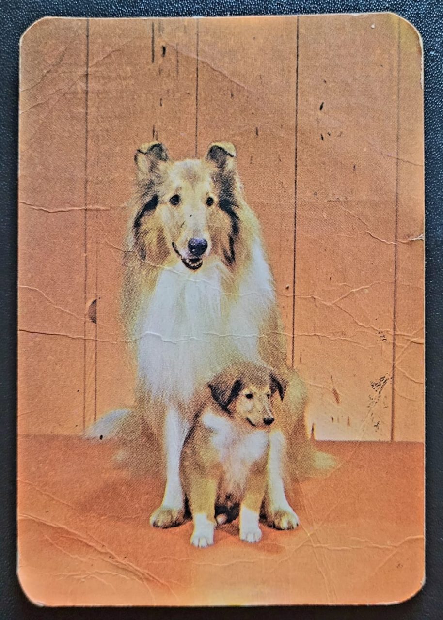 | Casa do Colecionador Calendário de Bolso (Tema Animais - Cachorros) Ano 1977