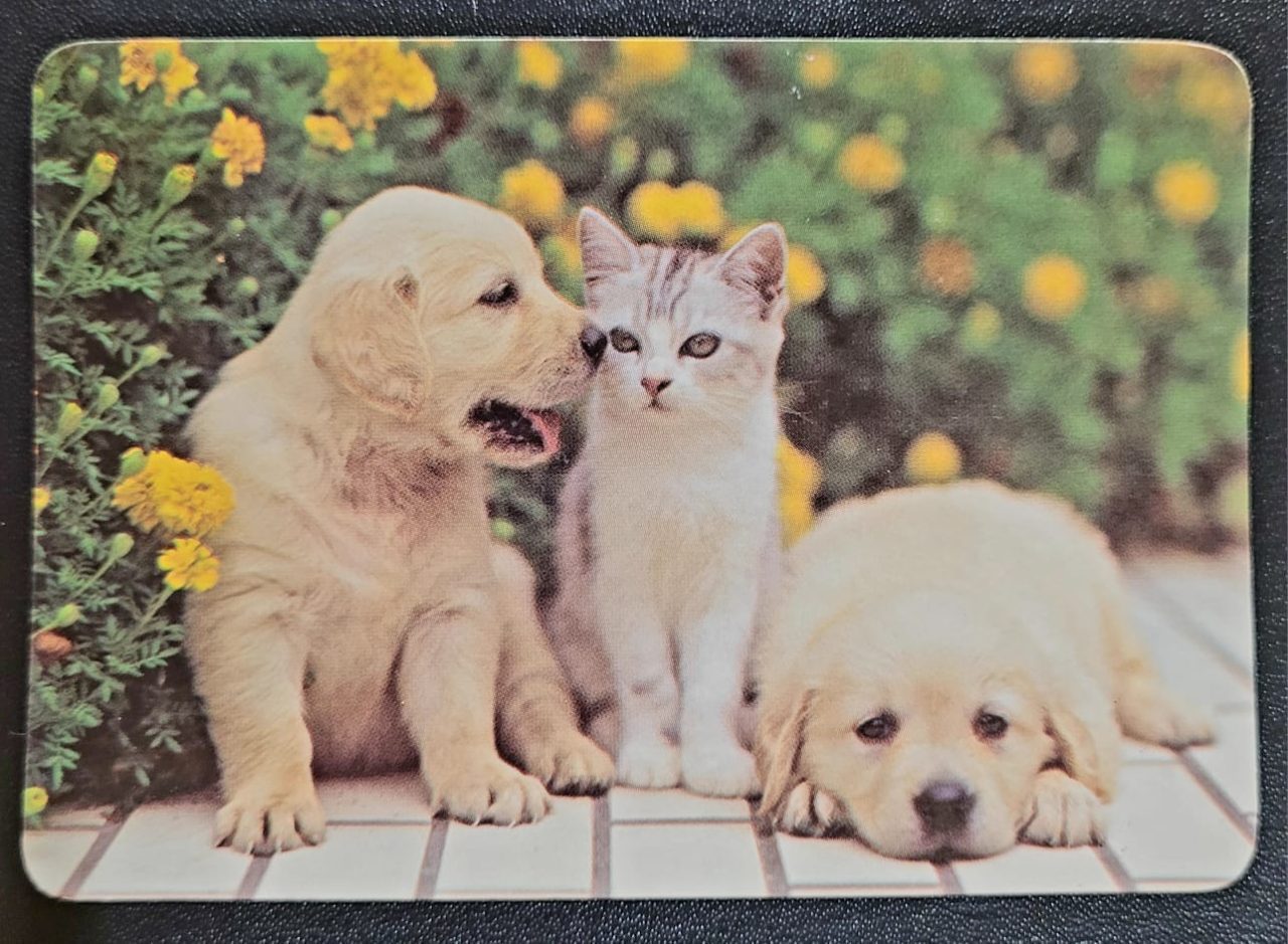 | Casa do Colecionador Calendário de Bolso (Tema Animais - Cachorros) Ano 2008