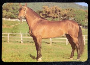 Calendário de Bolso (Tema Animais - Cavalos) Ano 1994