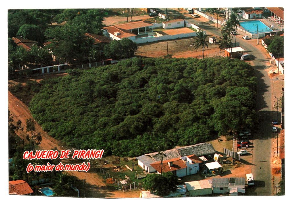 | Casa do Colecionador Cartão Postal Cajueiro de Pirangi - Parnamirim - ( RN ) - Anos 90 - 2
