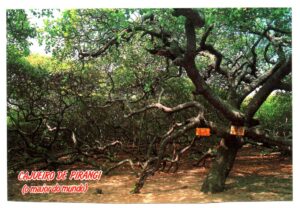 Cartão Postal Cajueiro de Pirangi - Parnamirim - ( RN ) - Anos 90