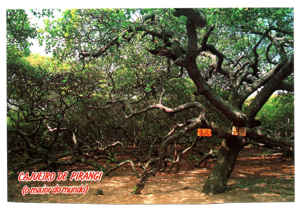 | Casa do Colecionador Cartão Postal Cajueiro de Pirangi - Parnamirim - ( RN ) - Anos 90