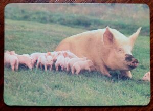Calendário de Bolso (Tema Animais - Porcos) Ano 1992