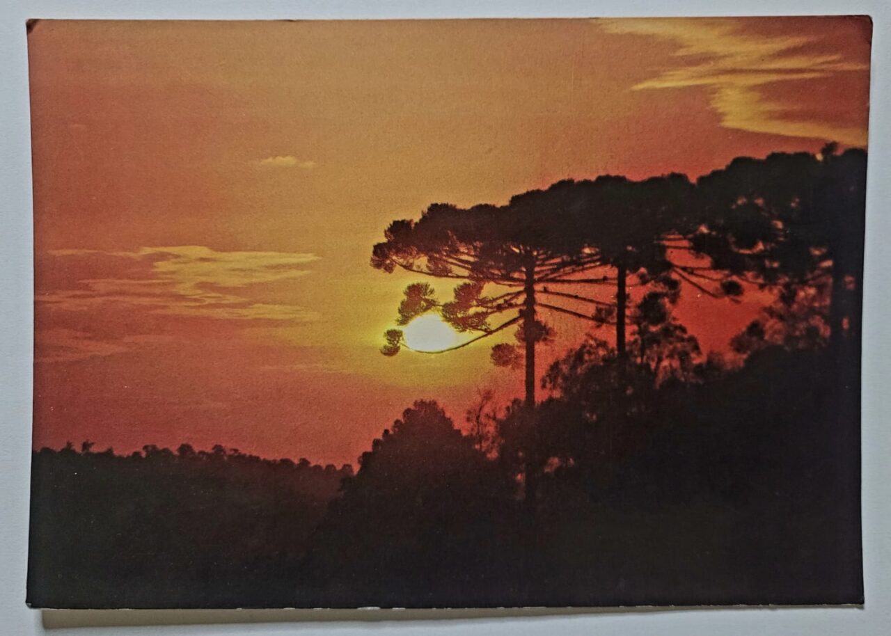 | Casa do Colecionador Cartao Postal Rio Grande Do Sul Serras Gaucha Por Do Sol Com Araucarias Decada De 1980