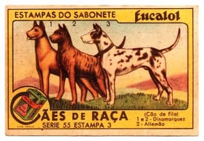 Estampas Eucalol - Cães de Raça - Série 55 - Estampa 3 - Anos 30 / 40 - 3° Emissão