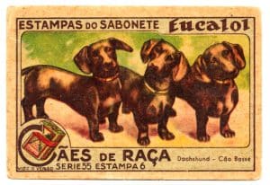Estampas Eucalol – Cães de Raça – Série 55 – Estampa 6 – Anos 30 / 40 – 1° Emissão