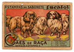 Estampas Eucalol – Cães de Raça – Série 56 – Estampa 4 – Anos 40 / 50 – 1° Emissão