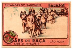 Estampas Eucalol - Cães de Raça - Série 56 - Estampa 6 - Anos 40 / 50 - 3° Emissão