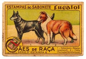 Estampas Eucalol - Cães de Raça - Série 57 - Estampa 6 - Anos 30 / 40 - 1° Emissão