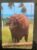 Calendário de Bolso (Tema Animais – Bovinos) Ano 1996