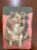 Calendário de Bolso (Tema Animais – Cachorros) Ano 1974
