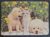 Calendário de Bolso (Tema Animais – Cachorros) Ano 2008
