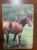 Calendário de Bolso (Tema Animais – Cavalos) Ano 1991