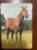 Calendário de Bolso (Tema Animais – Cavalos) Ano 1995