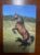 Calendário de Bolso (Tema Animais – Cavalos) Ano 1997