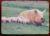 Calendário de Bolso (Tema Animais – Porcos) Ano 1992