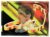 Card Multi Editora Ayrton Senna – 93 – SPA Francorchamps – 1994