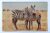 Cartão Postal Estrangeiro – Tanzânia (Tanganiyka) Zebra mãe e filho na Cratera Ngorogoro (1965)